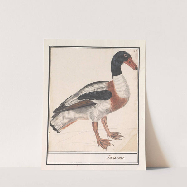Bergeend (Tadorna tadorna) (1596-1610) by Anselmus Boëtius de Boodt