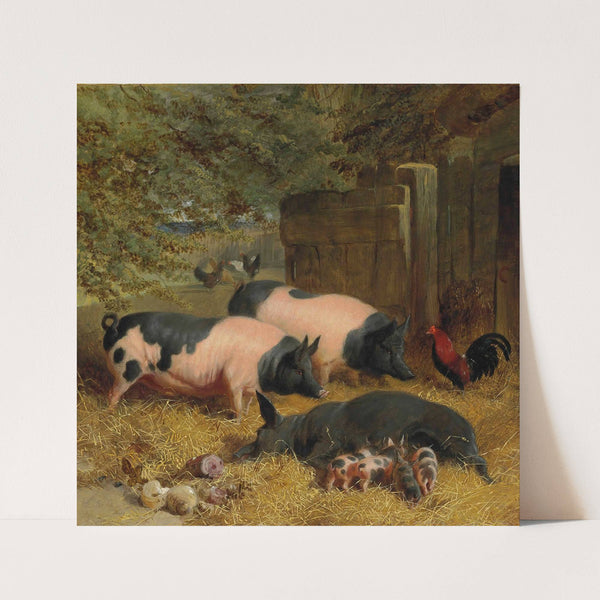 Berkshire Saddlebacks and Chickens in a Straw-bedded Yard (1849) by John Frederick Herring Snr.