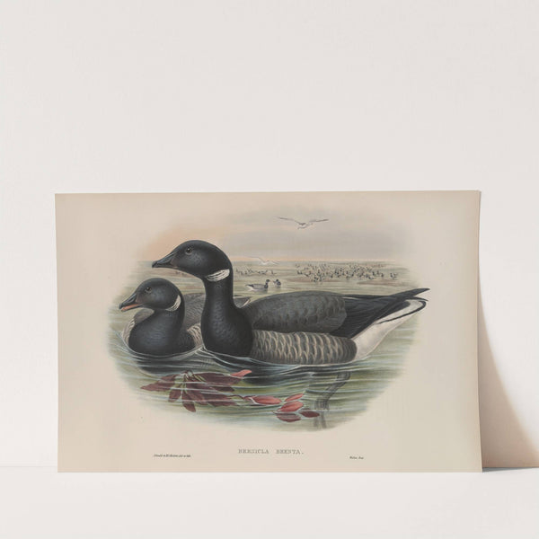 Bernicla brenta. Brent Goose (1862-1873) by John Gould