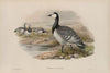 Bernicla leucopsis (1862-1873)