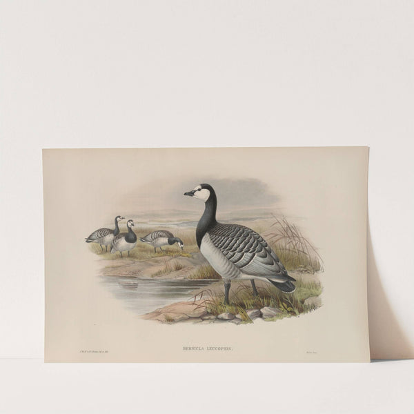 Bernicla leucopsis (1862-1873) by John Gould