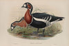 Bernicla ruficollis. Red-breasted Goose (1862-1873)