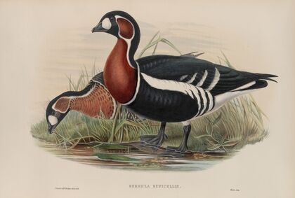 Bernicla ruficollis. Red-breasted Goose (1862-1873)