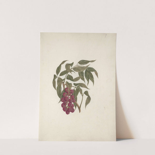 Bersame abyssinica Fresen. by Luigi Balugani