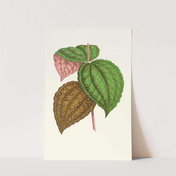 Bertolonia Guttata (1867-1870) by Edward Joseph Lowe