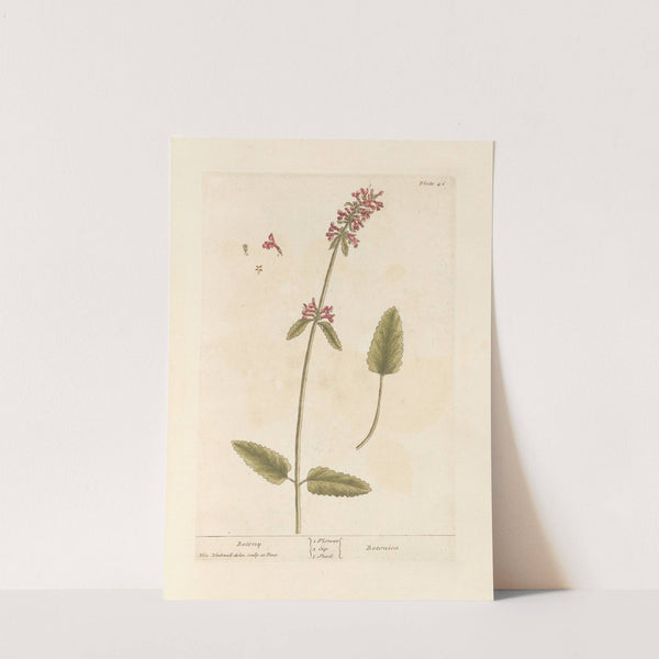 Betony by Elizabeth Blackwell