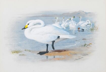 Bewick’s Swan