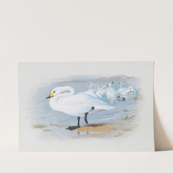 Bewick’s Swan by Archibald Thorburn