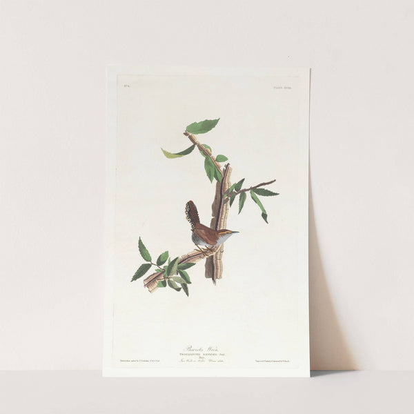 Bewick's warbler by John James Audubon