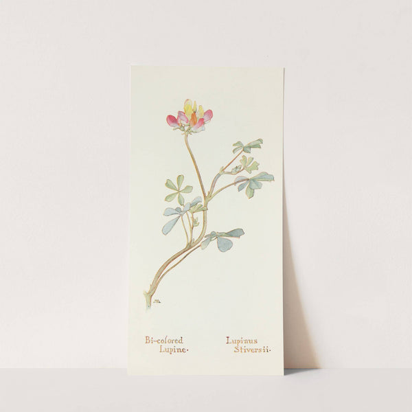 Bi-colored Lupine by Margaret Armstrong