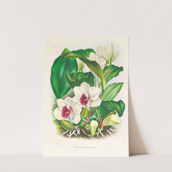 Bifrenaria harrisoniae by Jean Jules Linden