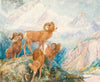 Big Horn Mountain Sheep (circa 1909)