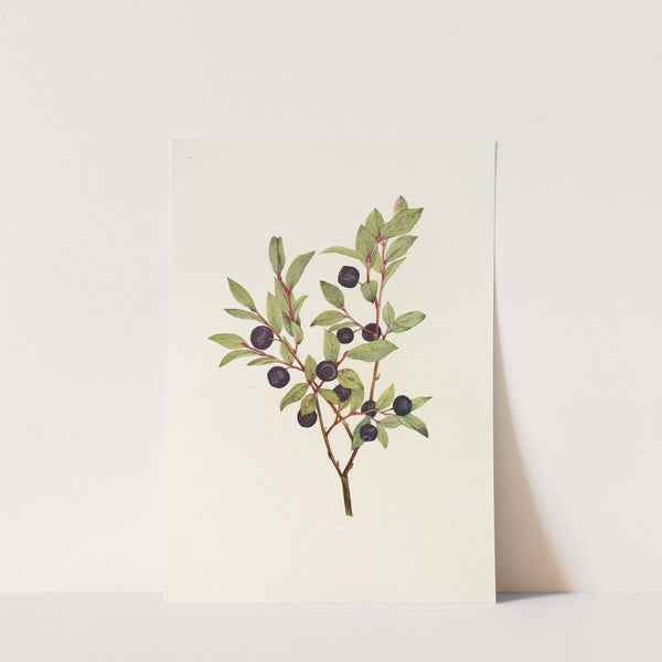 Big Whortleberry. (Vaccinium membranacea) (1925) by Mary Vaux Walcott