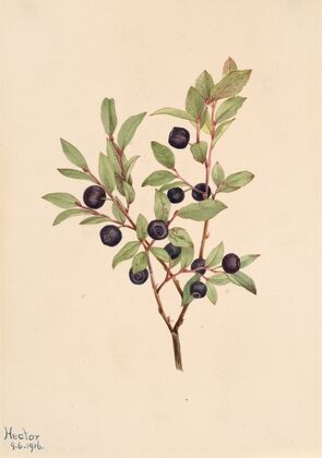 Big Whortleberry (Vaccinium membranaceum) (1916)
