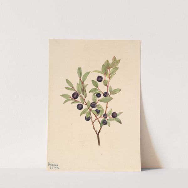 Big Whortleberry (Vaccinium membranaceum) (1916) by Mary Vaux Walcott