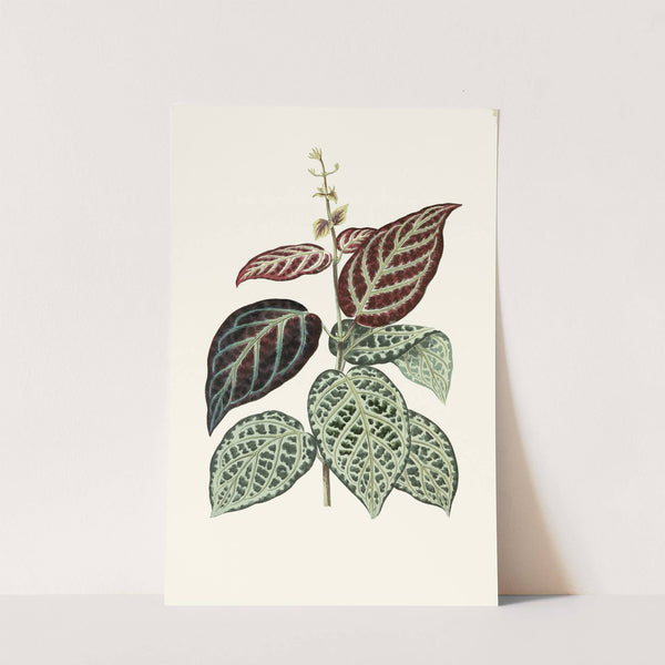 Bignonia Argyro-Violascens. by Edward Joseph Lowe