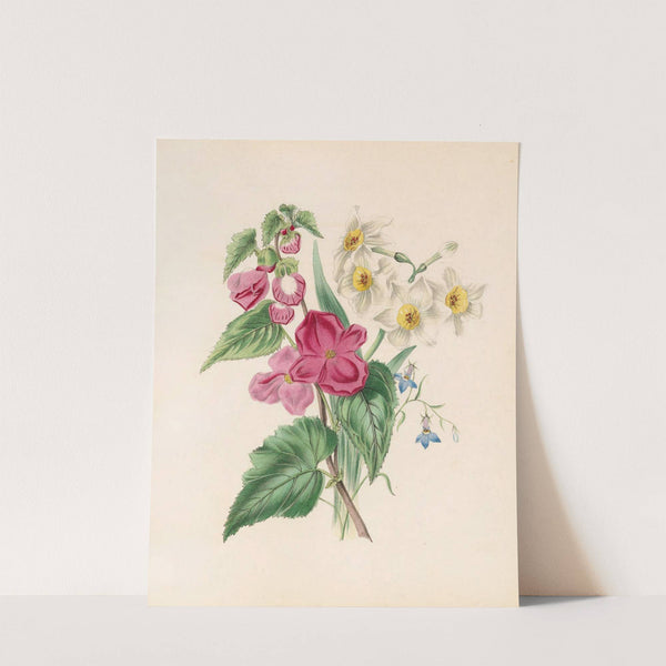 Bignonia Martiana, Narcissus, And Blue Lobelia by James Ackerman