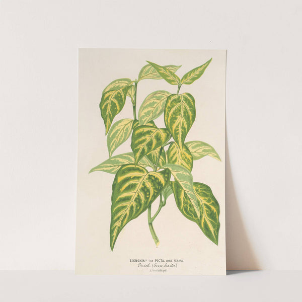 Bignonia picta by Charles Antoine Lemaire