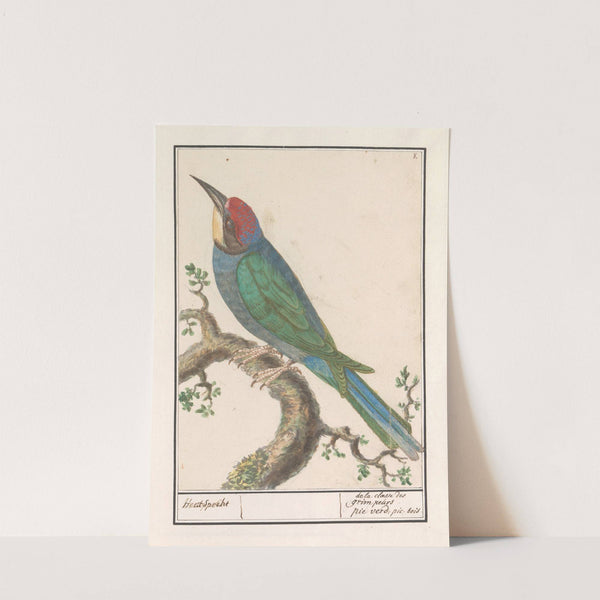 Bijeneter (Merops apiaster) (1596-1610) by Anselmus Boëtius de Boodt