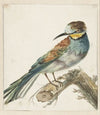 Bijeneter (Merops apiaster) (1650 - 1719)