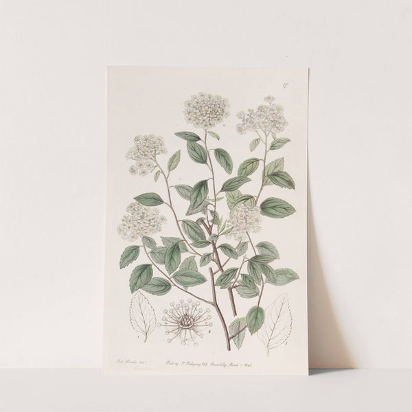Bilberry-leaved Spiraea by Sydenham Edwards