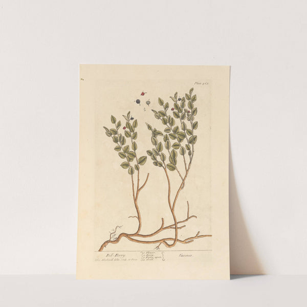 Bill berry by Elizabeth Blackwell