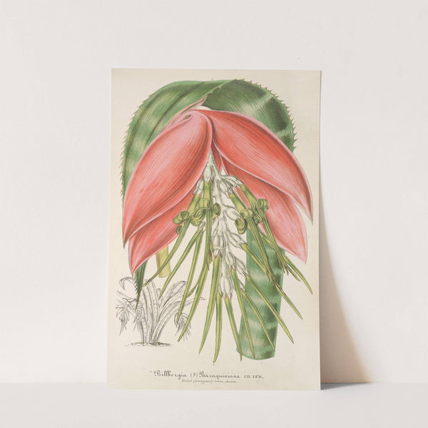 Billbergia Baraquiniana by Charles Antoine Lemaire