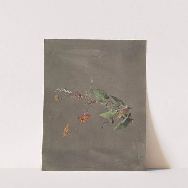 Bindweed by Fidelia Bridges