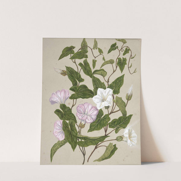 Bindweed, Pohu by Sarah Featon