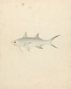 Binney; number one (a fish)