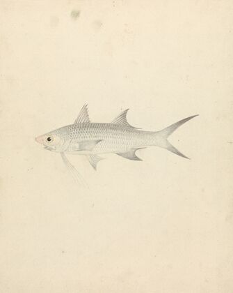 Binney; number one (a fish)