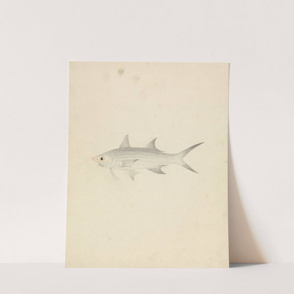 Binney; number one (a fish) by Luigi Balugani