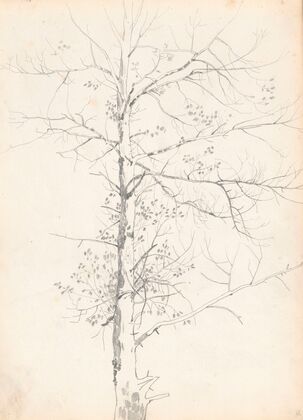 Birch (1881)