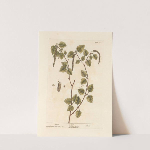 Birch by Elizabeth Blackwell