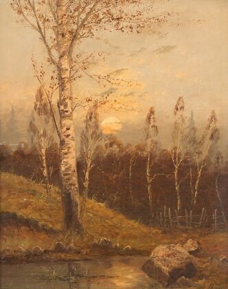 Birch forest in the evening