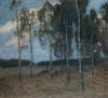 Birch Grove after Sunset