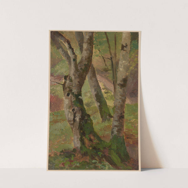Birch Tree Trunks (1892-1910) by Theodor Blache