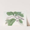 Bird-Cherry-Flowered Blackwellia (1815-1819) by Sydenham Edwards