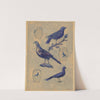 Bird Decorations for Stoneware by Charles Caseau