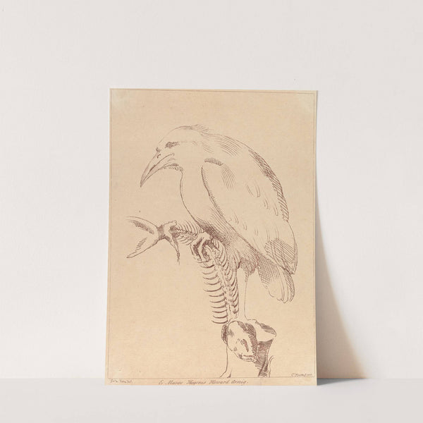 Bird holding fish skeleton by George Knapton