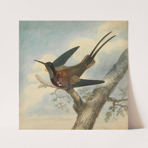 Bird of Paradise by James Sowerby