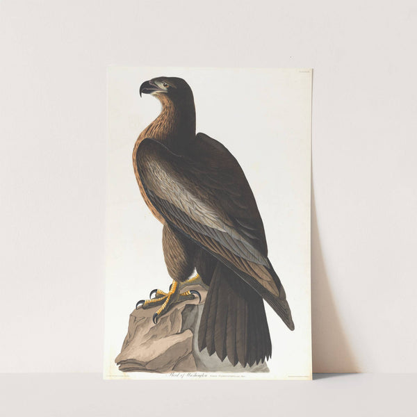 Bird of Washington by John James Audubon