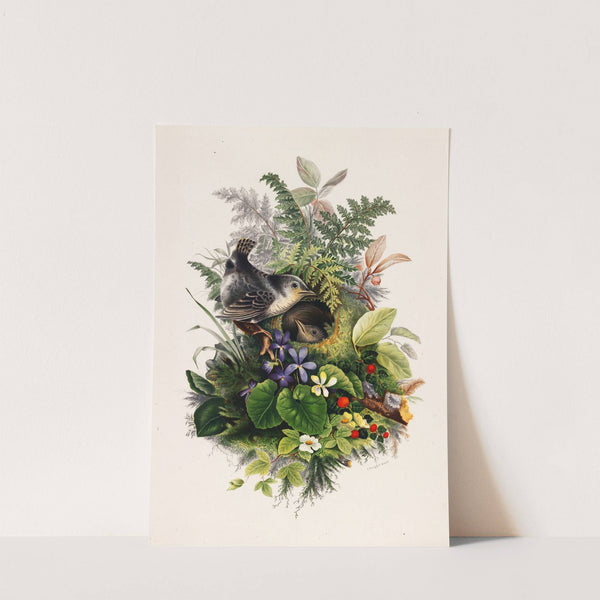 Birds by Olive E Whitney