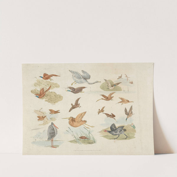 Birds of fowling (1817-1818) by Henry Thomas Alken