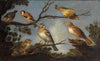 Birds on the Branches of a Tree