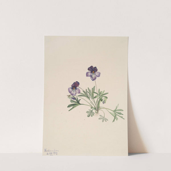 Birdsfoot Violet (Viola pedata) (1917) by Mary Vaux Walcott