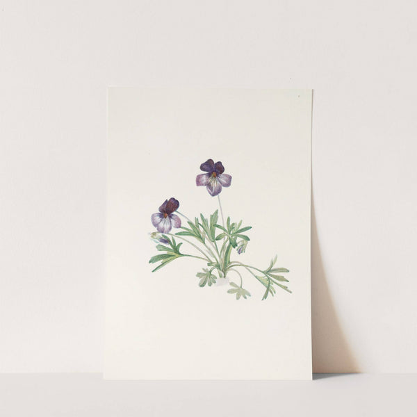 Birdsfoot Violet. (Viola pedata) (1925) by Mary Vaux Walcott