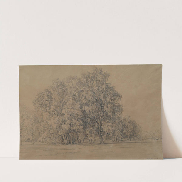 Birkengruppe im Park von Schloss Seebenstein in Niederösterreich by Josef Höger