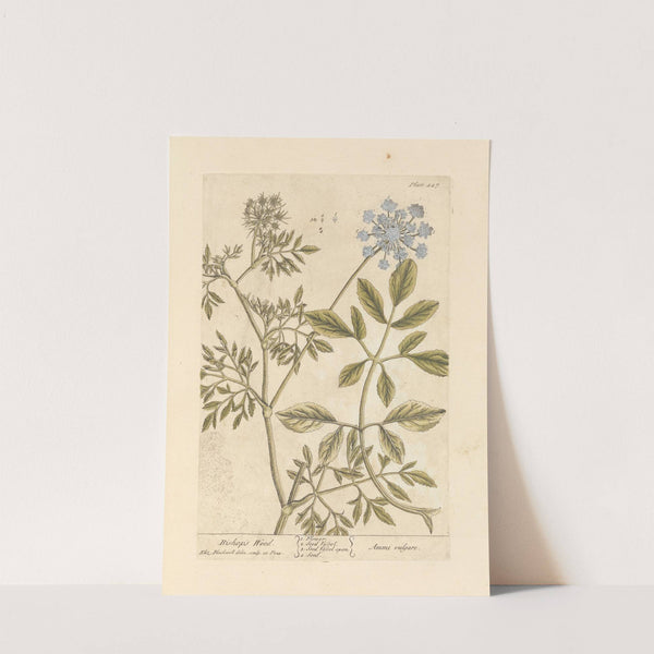 Bishop's weed by Elizabeth Blackwell