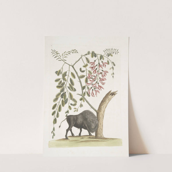 Bison Americanus; Pseudo Acacia hispida floribus roseis. by Mark Catesby